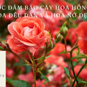 5-Buoc-Dam-Bao-Cay-Hoa-Hong-Ra-Hoa-Deu-Dan-va-Hoa-No-Dep-680×400.png