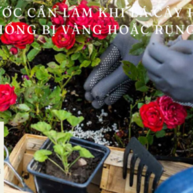 5-buoc-can-lam-khi-la-cay-hoa-hong-bi-vang-hoac-rung-680×400.png