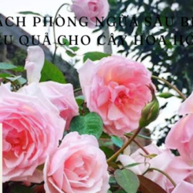 5-cach-phong-ngua-sau-benh-hieu-qua-cho-cay-hoa-hong-680×400.png
