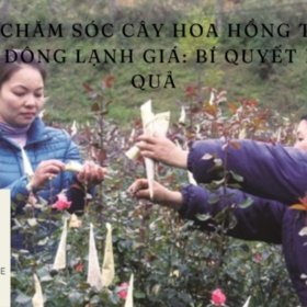 Cach-cham-soc-cay-hoa-hong-trong-mua-dong-lanh-gia-Bi-quyet-hieu-qua-680×400.png