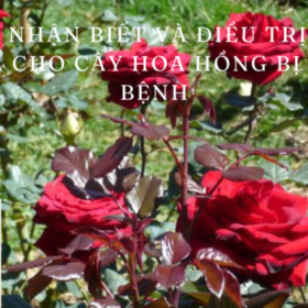 Cach-nhan-biet-va-dieu-tri-hieu-qua-cho-cay-hoa-hong-bi-sau-benh-680×400.png