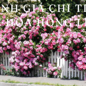 Danh-gia-chi-tiet-ve-HOA-HONG-LEO-680×400.png