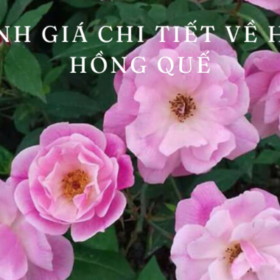 Danh-gia-chi-tiet-ve-HOA-HONG-QUE-680×400.png
