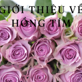 Gioi-thieu-ve-HONG-TIM-680×400.png