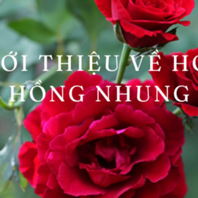 Gioi-thieu-ve-Hoa-Hong-Nhung-680×400.png