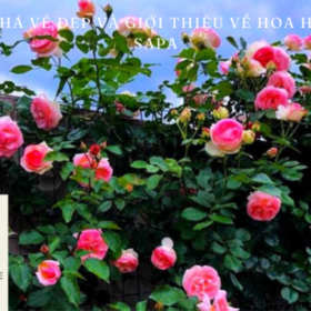 Kham-pha-ve-dep-va-gioi-thieu-ve-Hoa-hong-co-Sapa-680×400.png