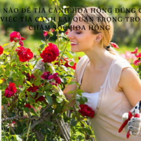 Lam-the-nao-de-tia-canh-hoa-hong-dung-cach-va-tai-sao-viec-tia-canh-lai-quan-trong-trong-viec-cham-s.png
