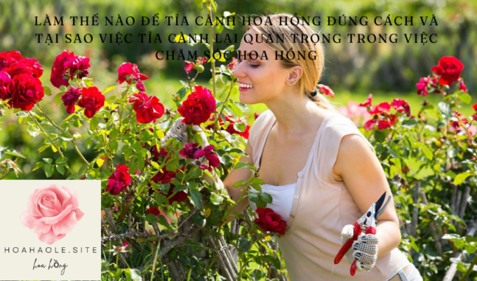 How to properly prune roses and why pruning is important in rose care