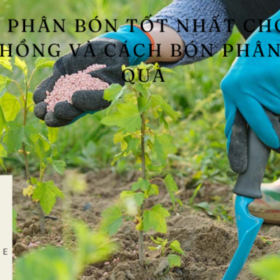 Loai-phan-bon-tot-nhat-cho-cay-hoa-hong-va-cach-bon-phan-hieu-qua-680×400.png