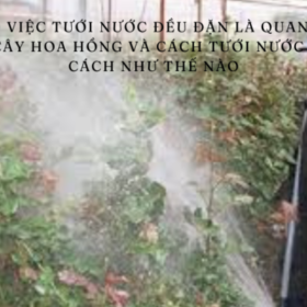 Tai-sao-viec-tuoi-nuoc-deu-dan-la-quan-trong-cho-cay-hoa-hong-va-cach-tuoi-nuoc-dung-cach-nhu-the-na.png