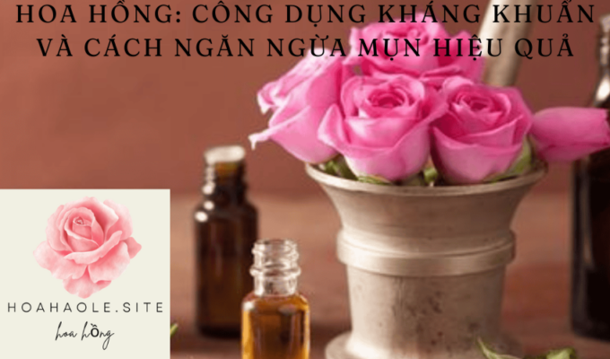 Rose: Antibacterial properties and effective way to prevent acne